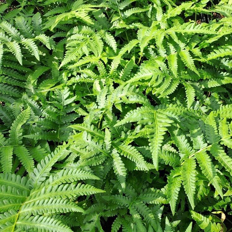 Matteuccia orientalis