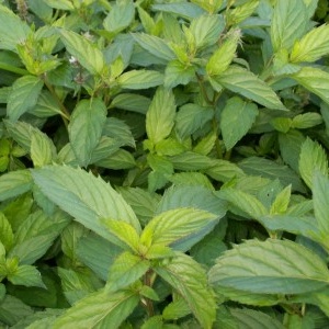 Mentha piperita Swiss Riccola