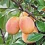 Prunus armeniaca Miracose