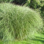 Miscanthus sinensis Gracilimus