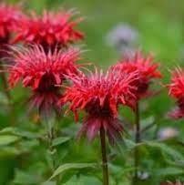 Monarda hybride 'Gardenwiev Scarlet'