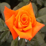 Rosa hybr. (CH)  Monika