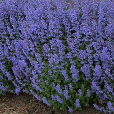 Nepeta faasenii Purrsian Blue