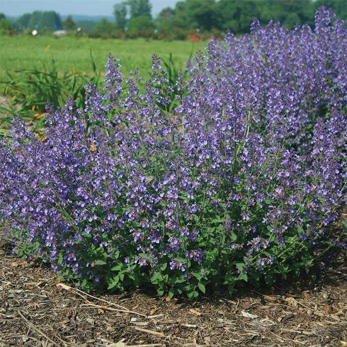 Nepeta faasenii Junior Walker