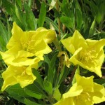 Oenothera missouriensis