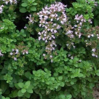 Origanum vulgare Diabolo