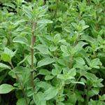 Origanum majorana