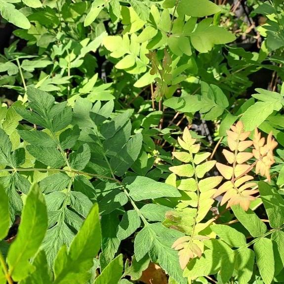 Osmunda regalis 'Purpurascens'