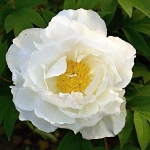 Paeonia sufruticosa Godaishu