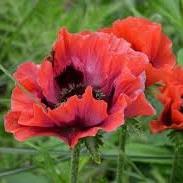 Papaver orientale Beauty of Livermere