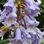 Paulownia tomentosa