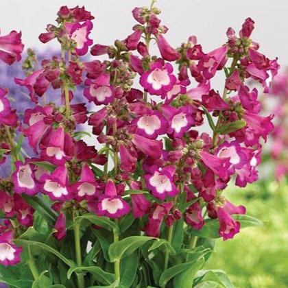 Penstemon hartwegii Polaris Purple