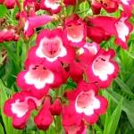 Penstemon hartwegii Polaris Red