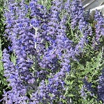Perovskia atriplicifolia Lacey Blue