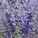 Perovskia atriplicifolia Blue Spire