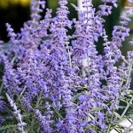 Perovskia atriplicifolia Blue Spritzer