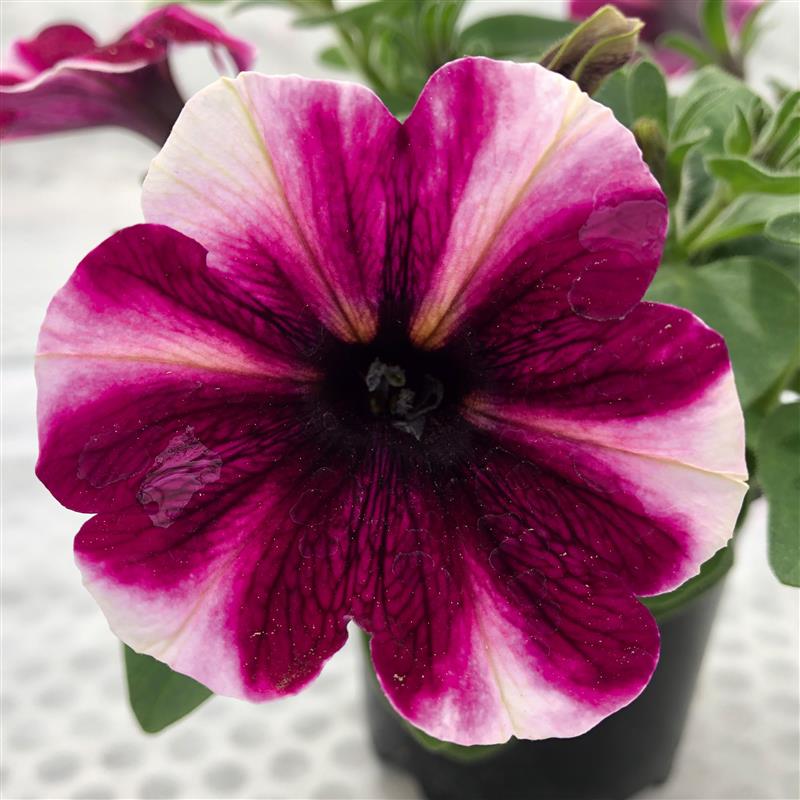 Petunia Bonie Magenta Star