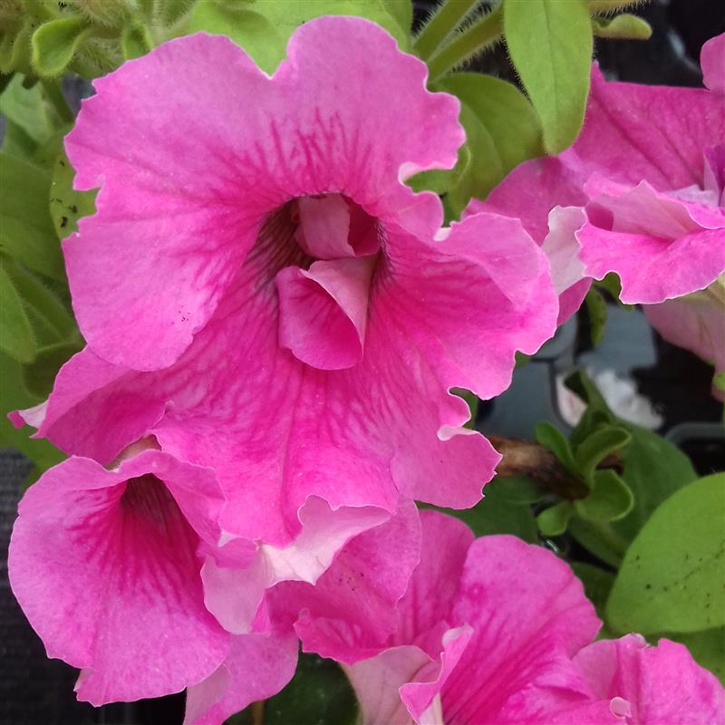 Petunia x SweetSunshine® Magenta Picotee