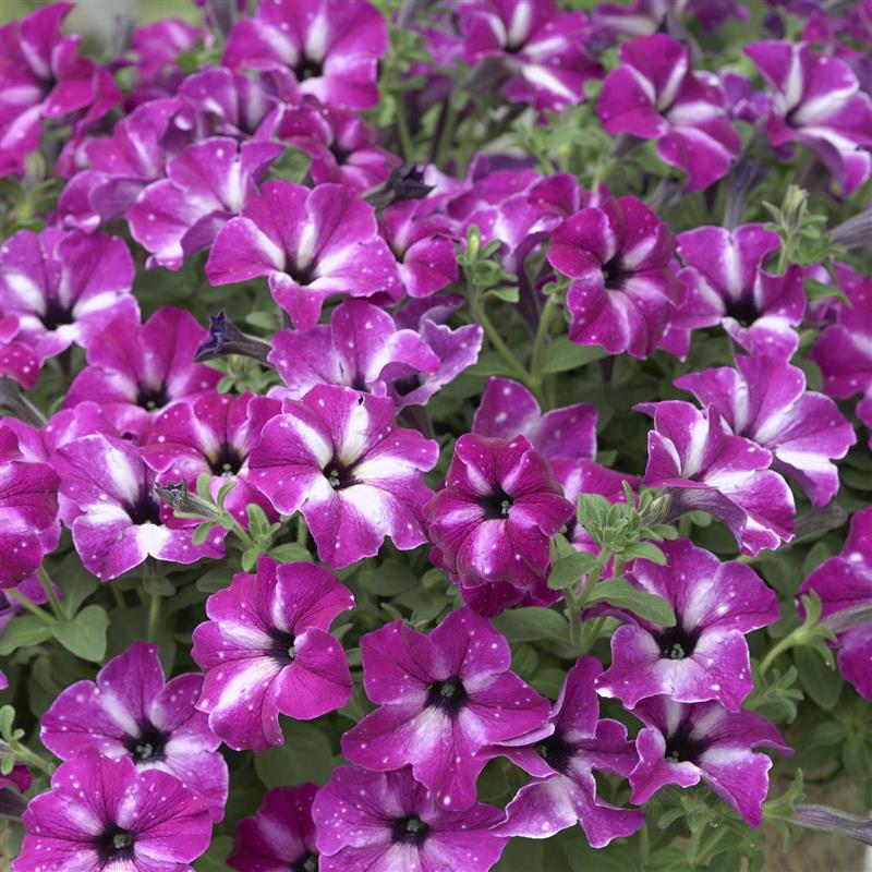 Petunia x Circus Sky®