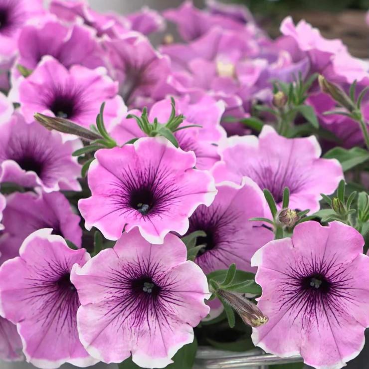 Petunia x Famous Lavender Blush