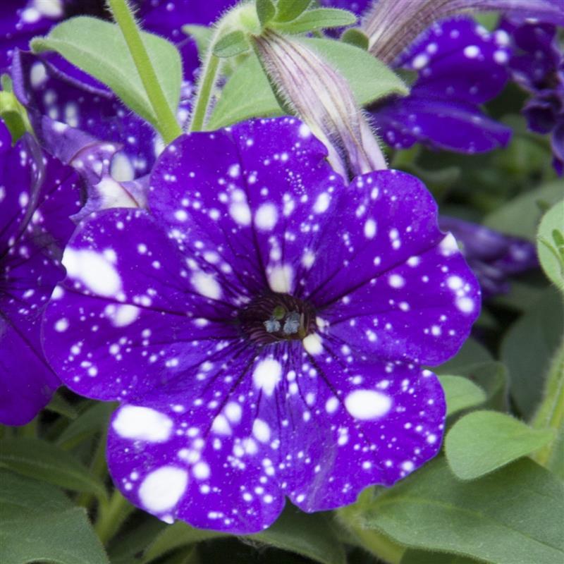 Petunia x NightSky®