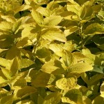 Philadelphus coronarius Aureus