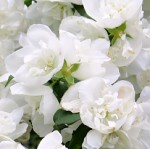 Philadelphus x hybr. Virginal