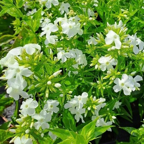 Phlox paniculata Early White