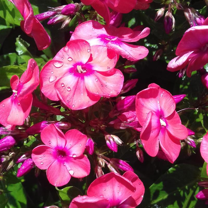 Phlox paniculata Flame Coral
