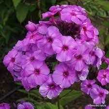 Phlox paniculata Purple Elite