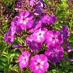 Phlox paniculata Purple Kiss