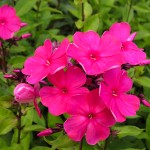 Phlox paniculata Tenor