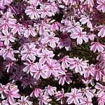 Phlox subulata Candy Stripes