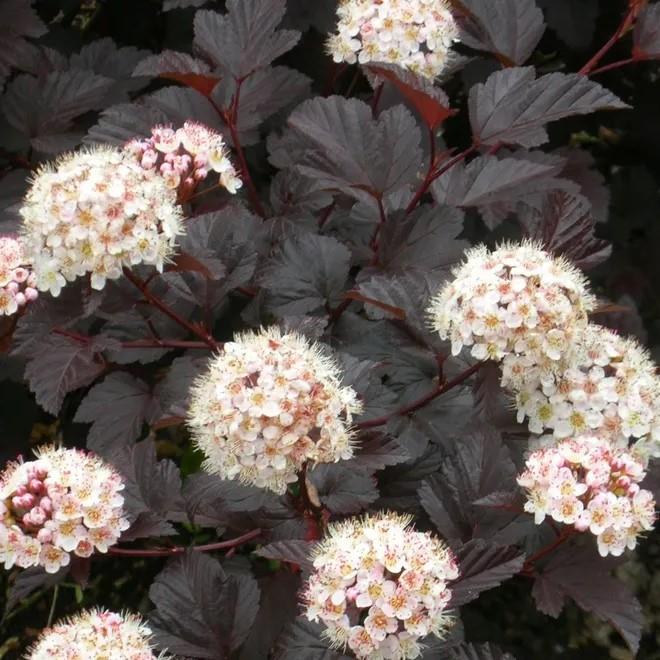 Physocarpus opulifolius Midnight