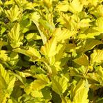 Physocarpus opulifolius Dart´s Gold