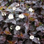 Physocarpus opulifolius Diabolo