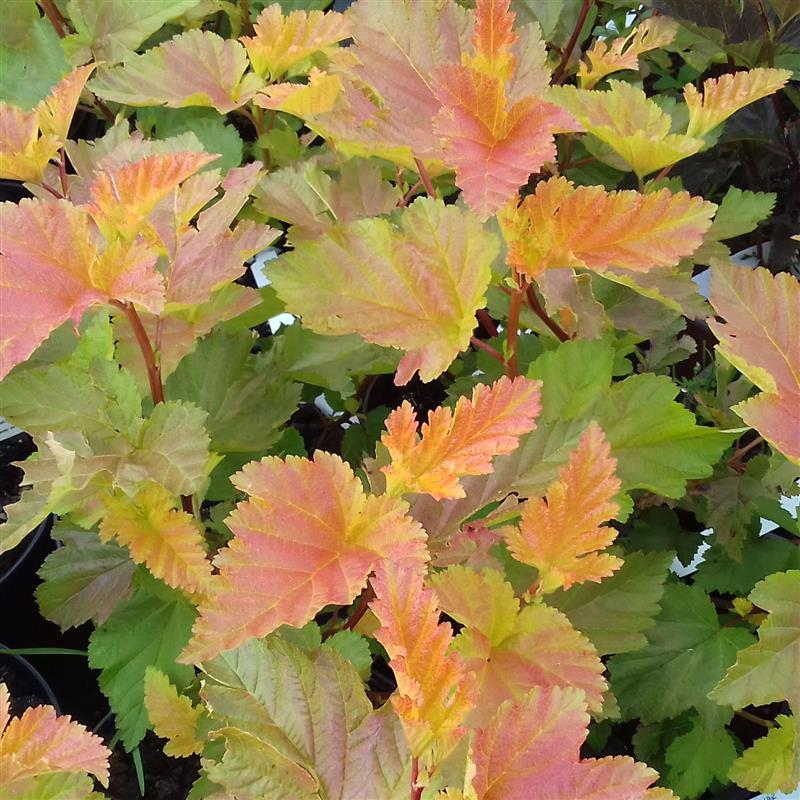 Physocarpus opulifolius Magic Ball