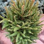 Picea abies Compacta
