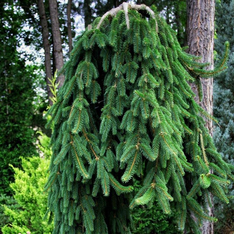 Picea abies Frohburg