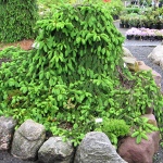 Picea abies Inversa