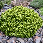 Picea abies Little Gem