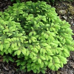 Picea abies Nidiformis