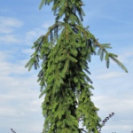 Picea abies Rothenhaus