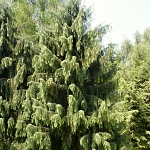 Picea breweriana