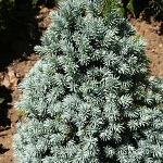 Picea glauca Blue Wonder