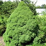 Picea glauca Conica