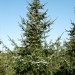 Picea omorika