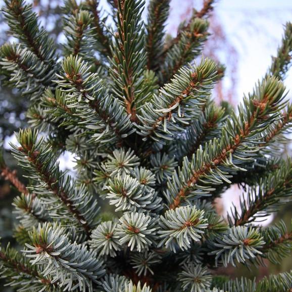 Picea omorika De Ruyter