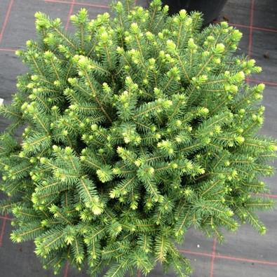 Picea omorika Karel