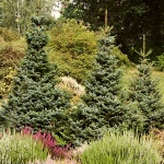 Picea omorika Nana